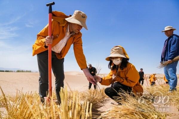 宇通携手全球客户、媒体代表及志愿者在中国民勤沙漠种植抗旱梭梭树